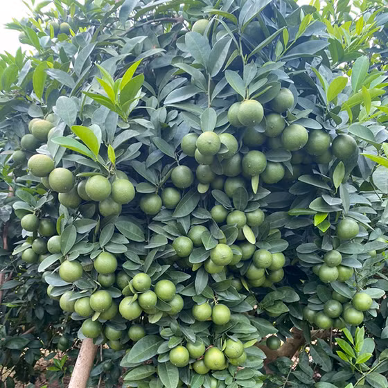 Chanh Việt Bắc