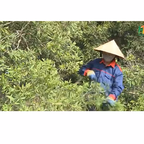 Tinh dầu tràm HT
