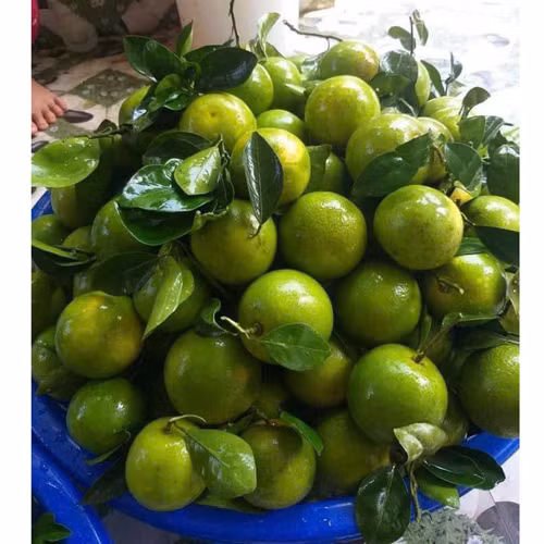 Cam xoàn Lê Vinh