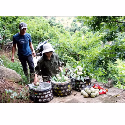 Na dai Lực Hành