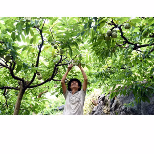 Na dai Lực Hành