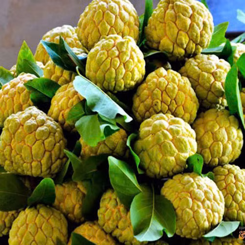 Na dai Lực Hành