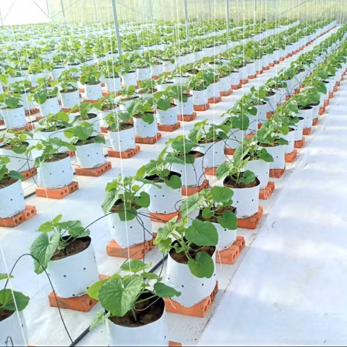 Dưa lưới Hiền Tiến