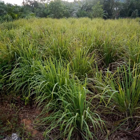 Tinh dầu sả chanh Bảo Tuân