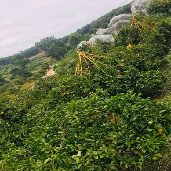 Cam Khe Mây Long Nhâm