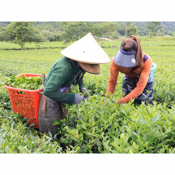 Trà Thảo Nguyên