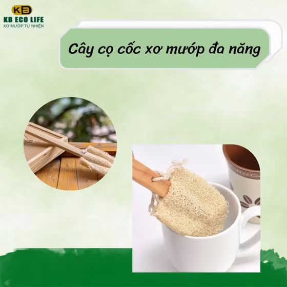 Cây rửa ly bốn cánh