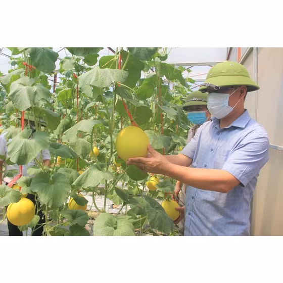 Dưa lưới Bắc Sơn