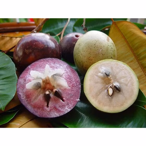 Vú sữa Tân Yên