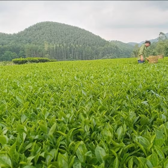 Chè xanh Bản Ven