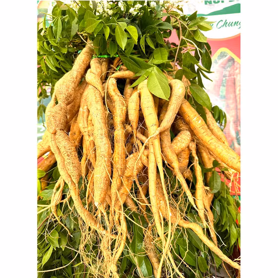 Rượu sâm núi Dành
