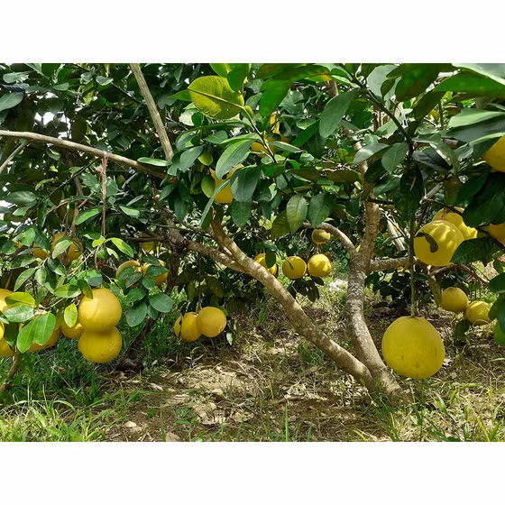 Bưởi Phúc Trạch Bắc Sơn