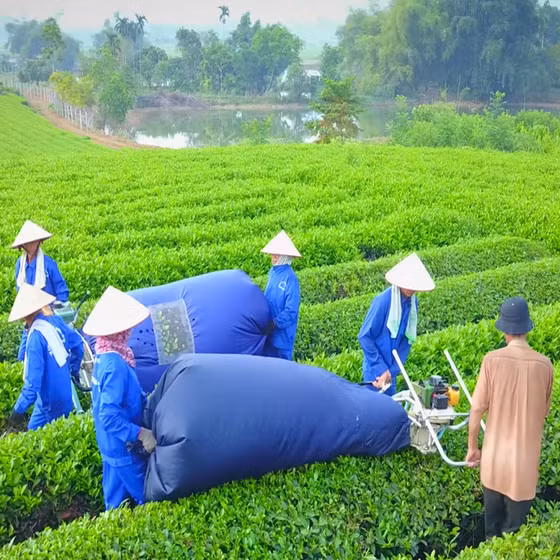 Chè xanh Sông Lô