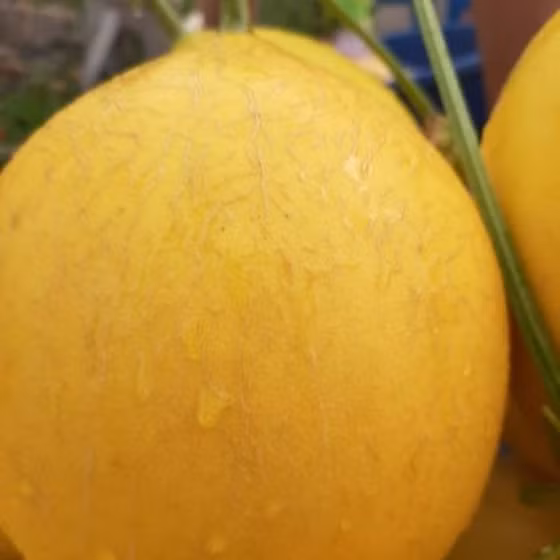 Dưa vàng Nam Giao