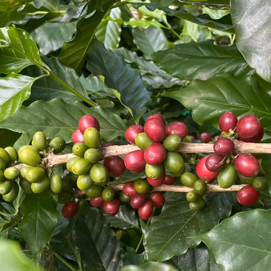 Hồng Kỳ International Coffee HK13