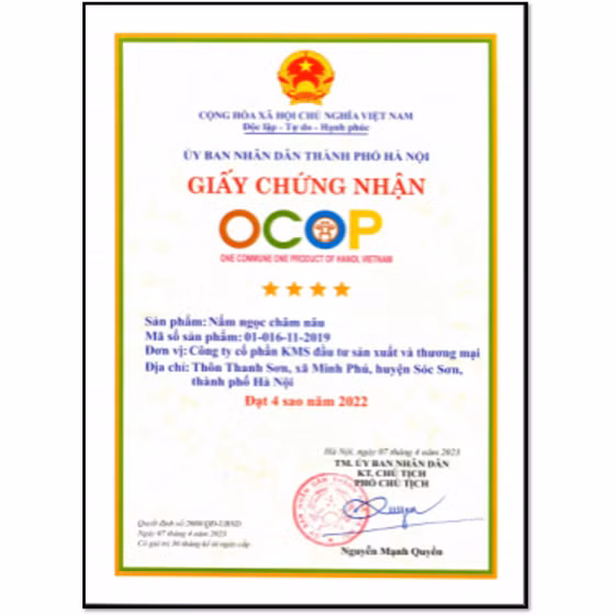 Nấm ngọc châm nâu KMS