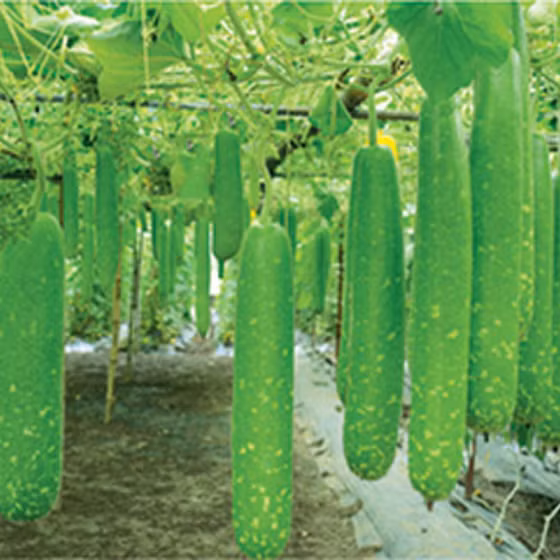 Bầu sao