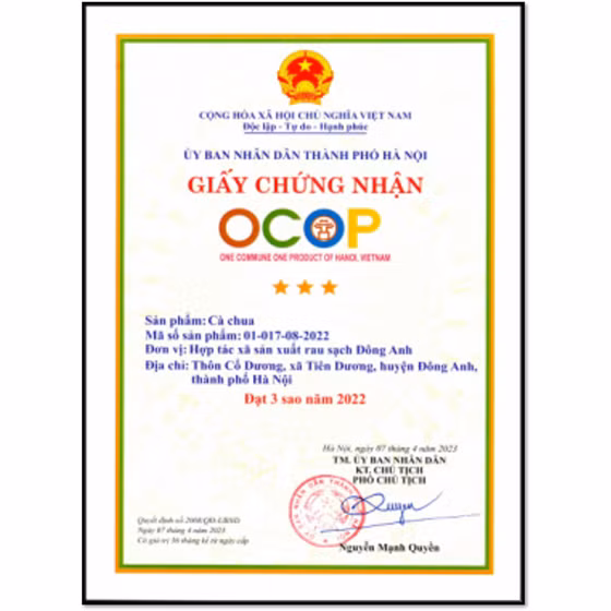 Cà chua sạch Đông Anh