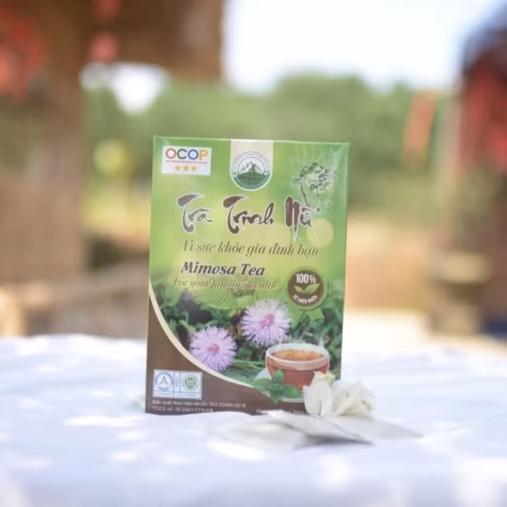 Trà trinh nữ Hùng Anh