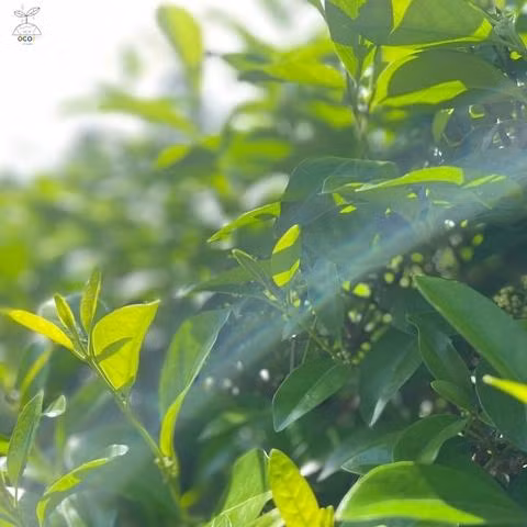 Cao thìa canh Thanh Bình