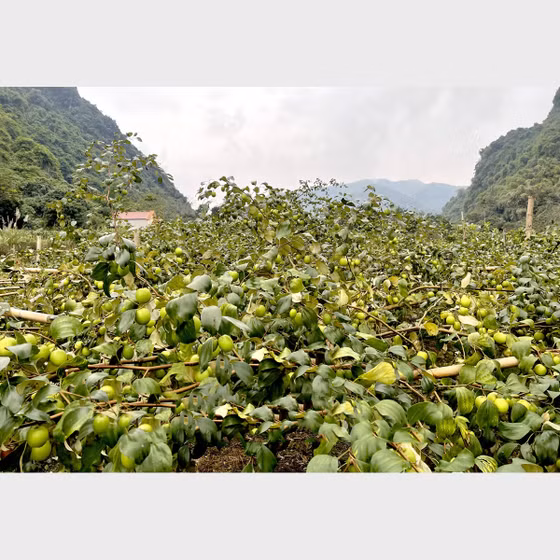 Táo Động Tiên
