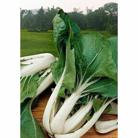 Cải bẹ trắng 500g Afarm