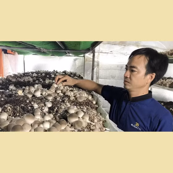 Nấm rơm tươi Hòa Thọ Tây 