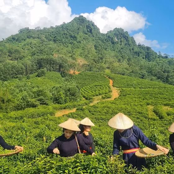 Chè Thôm Lòa