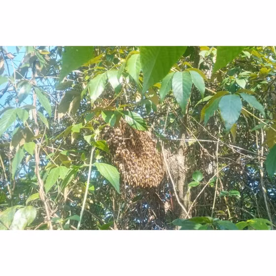 Mật ong Tuyên Hóa