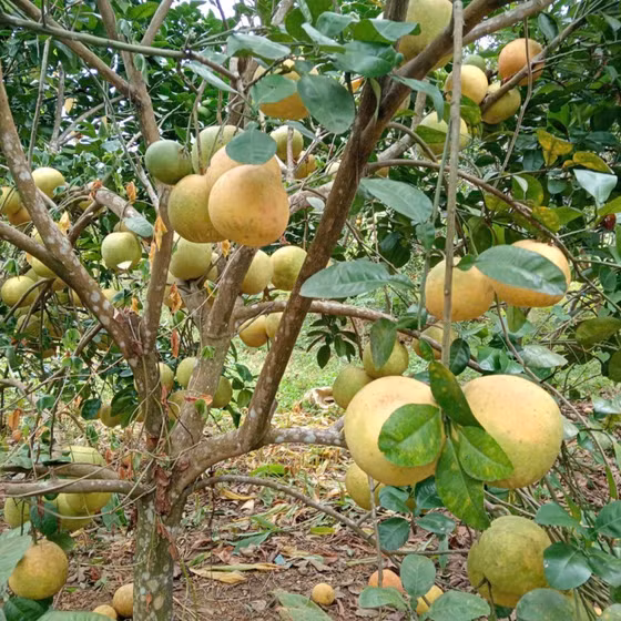 Bưởi Phú Hải