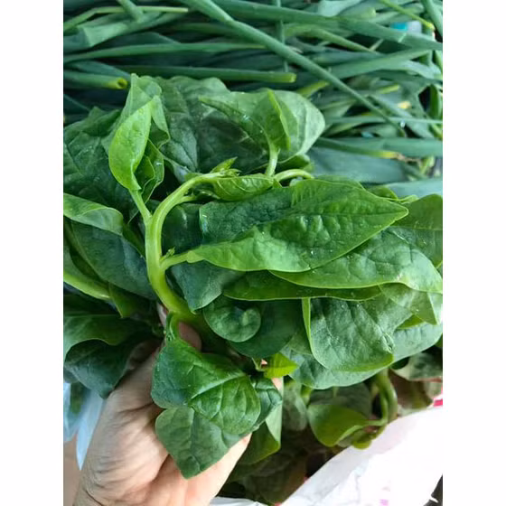 Rau mồng tơi Tâm An Farm