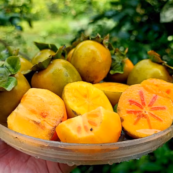 Hồng không hạt Yên Lập