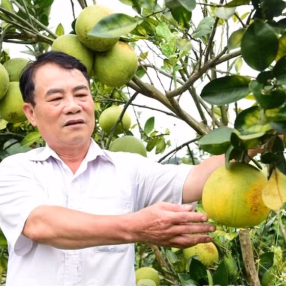 Bưởi Phú Hải