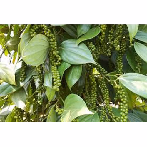 Hạt tiêu Phú Quý