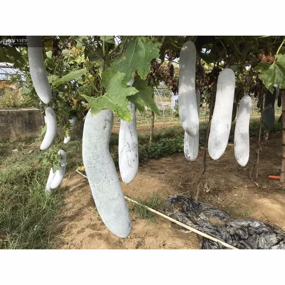 Bí đao Túy Loan