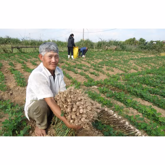 Tỏi đen Quảng Minh