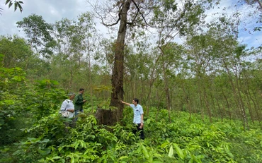 Những cây lim chết khô do bị đầu độc.