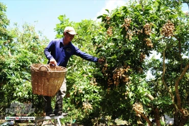 Đầu ra của nhãn và nhiều sản phẩm OCOP gặp khó do dịch bệnh Covid-19 diễn biến phức tạp (ảnh: Báo Nông nghiệp Việt Nam)