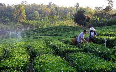 Ảnh: THÀNH ĐẠT