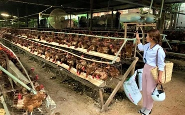 Một trang trại nuôi gà quy mô lớn ở thôn 3, xã Cư Êbur.