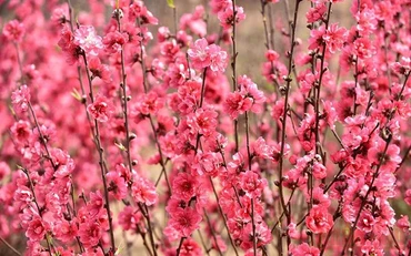Hoa đào Nhật Tân, Hà Nội (Ảnh minh họa: Trần Hải).