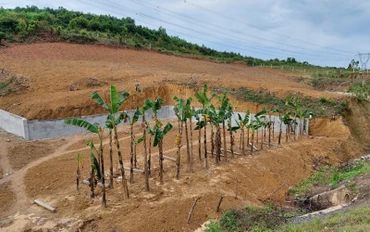 Người dân xây dựng rào, trồng cây chờ… đền bù bên tuyến đường tránh quốc lộ 1A, đoạn qua xã Quảng Hợp (Quảng Bình).