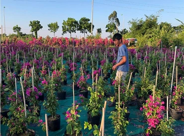 Nhờ có nghề trồng hoa giấy, làng Phù Đổng hiện thu hút nhiều khách du lịch.