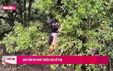 Bảo tồn và phát triển chè cổ thụ