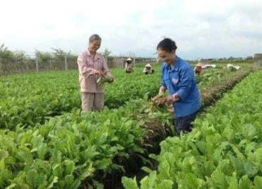 Trong bối cảnh dịch bệnh Covid-19 diễn biến phức tạp nhiều hợp tác xã đã liên kết, ứng dụng công nghệ, tích cực chuyển đổi số và gặt hái được nhiều thành công.
