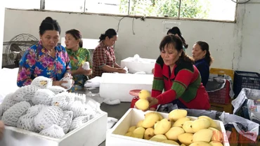 Trái cây là một trong những mặt hàng có nhiều cơ hội gia tăng xuất khẩu vào thị trường châu Âu.