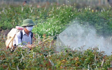 Nông dân phun thuốc bảo vệ thực vật trên cánh đồng hoa Tây Tựu, quận Bắc Từ Liêm (Hà Nội). Ảnh: NGUYỄN ÐĂNG