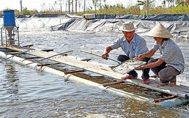 Người dân xã Phong Lạc, huyện Trần Văn Thời (Cà Mau) chăm sóc tôm. Ảnh: ANH QUỐC 