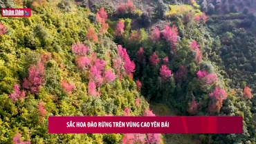 Sắc đào rừng Yên Bái