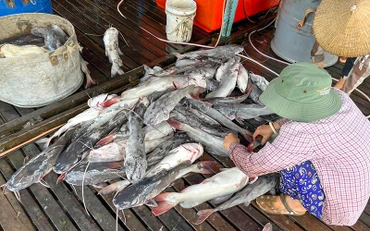 Cá bè chết gây bất an cho người nuôi.